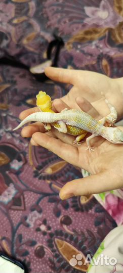 Гекон эублефар