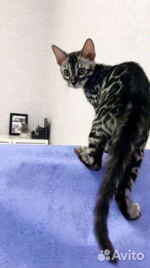 Шикарный бенгальский мальчик Угольное Серебро