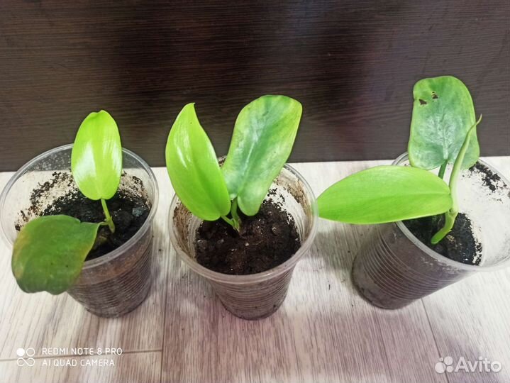 Филодендрон Виолин Голд