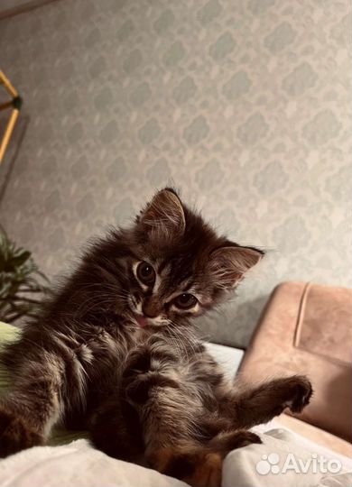 Маленькая кошечка