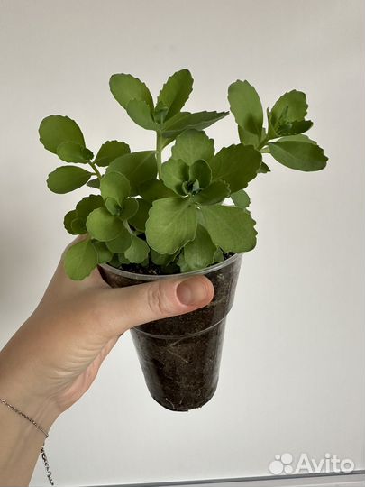 Очитки,цветы для сада