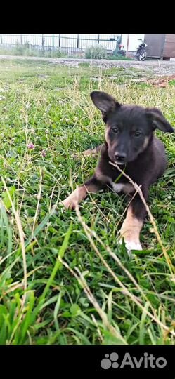 Отдам бесплатно щенки