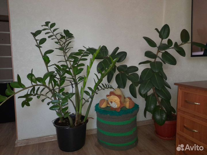 Комнатные цветы
