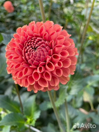 Корни георгины