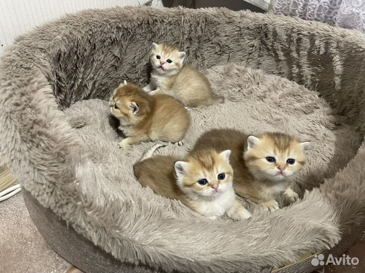 Котята золотая шиншилла