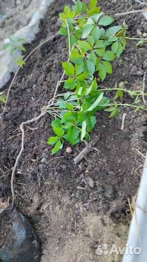 Саженцы девичий виноград