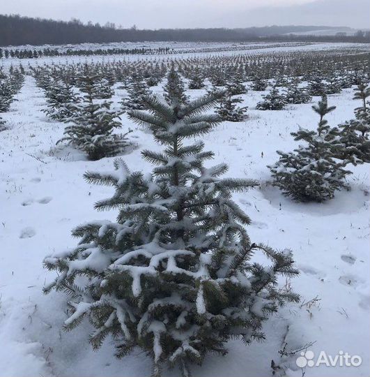 Ель голубая
