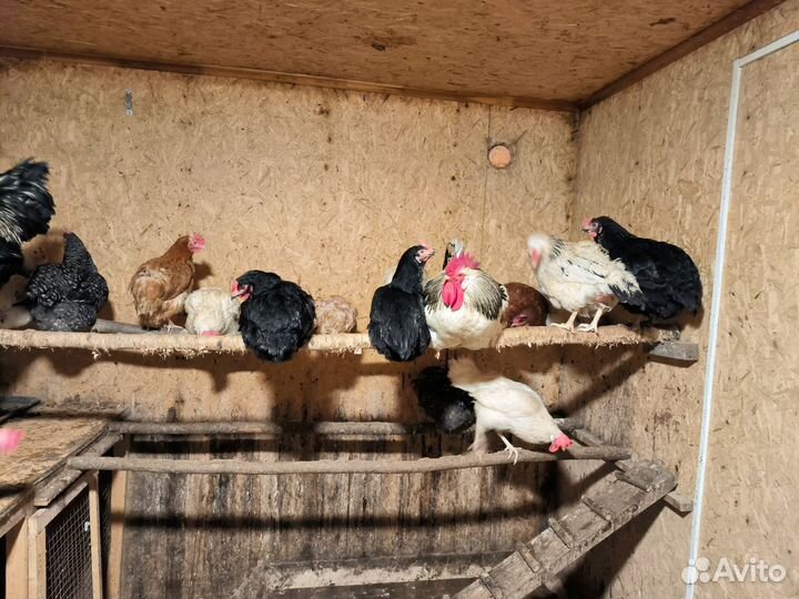 Куры несушки