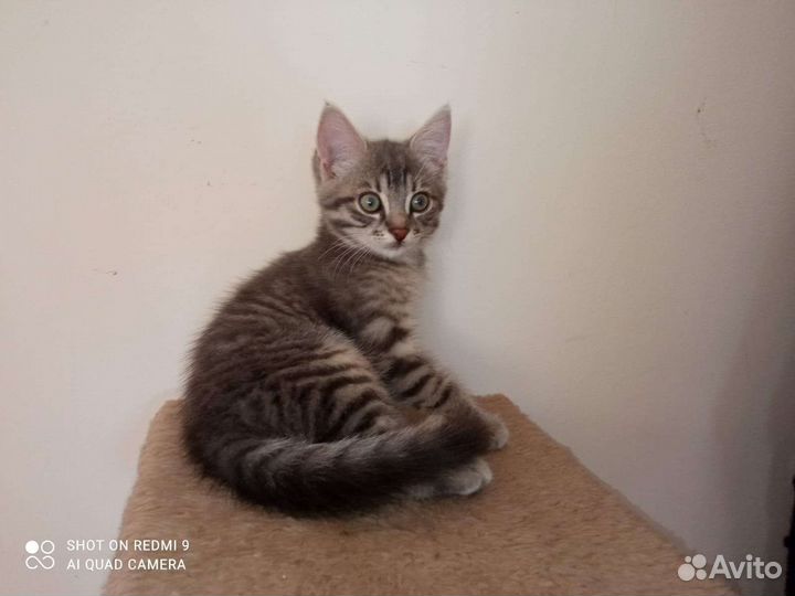 Котенок Малышка