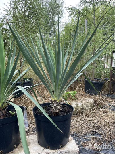 Юкка нитчатая