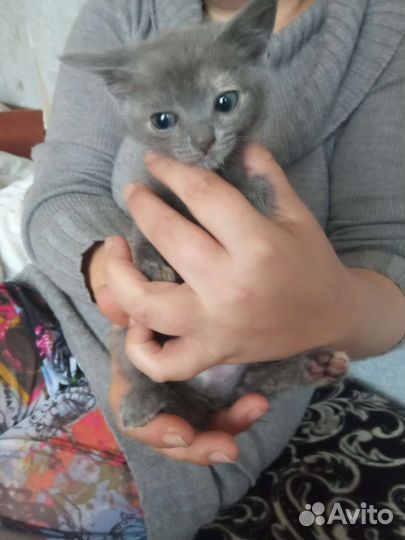 Отдам в добрые руки девочки едят всë