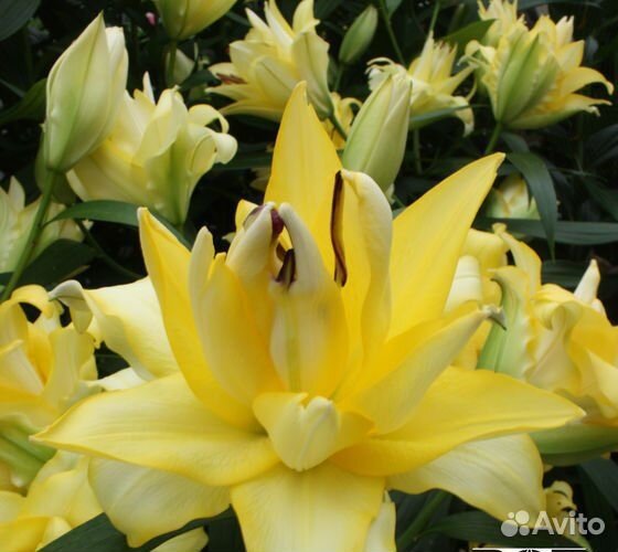 Лилии от гибриды на бутоне
