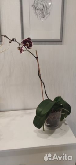 Орхидея фаленопсис