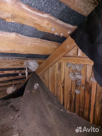 Удаление осиных гнезд, уничтожение ос, шершней