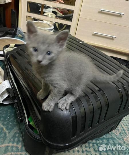Отдам в добрые руки котят