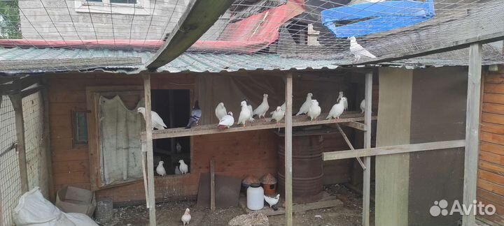 Голуби тульские чеграши