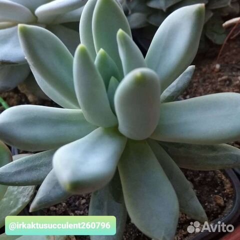 Pachyphytum, Hatiora, Crassula, Graptopetalum