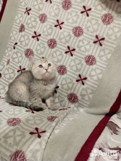 Котята британцы