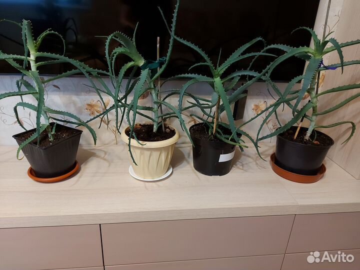 Алоэ столетник лечебный