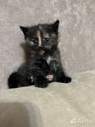 Кошечка в добрые руки