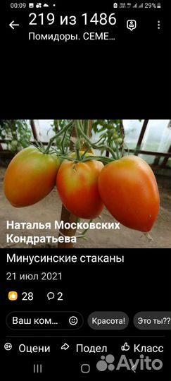 Рассада помидор
