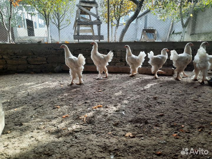 Белая брама