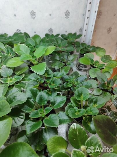 Детки фиалок полумини, мини