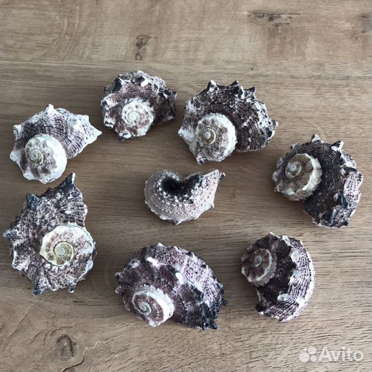 Ракушки набор