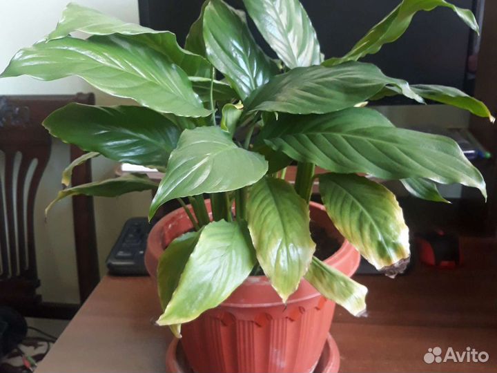 Фикус,аллое,архидея,и др