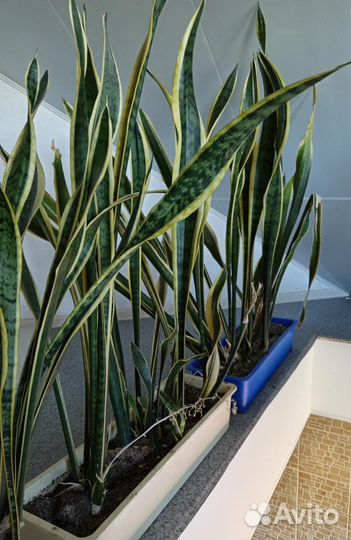 Сансевиерии