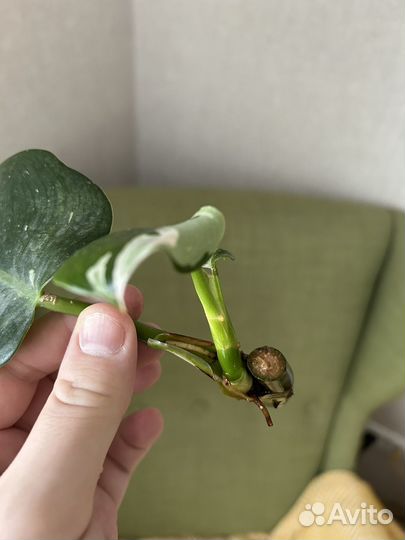 Филодендрон white wizard