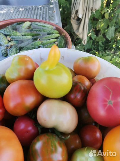 Помидоры со своего огорода