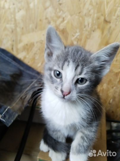 Котята домашние