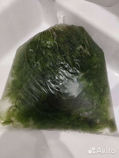 Растения для аквариума