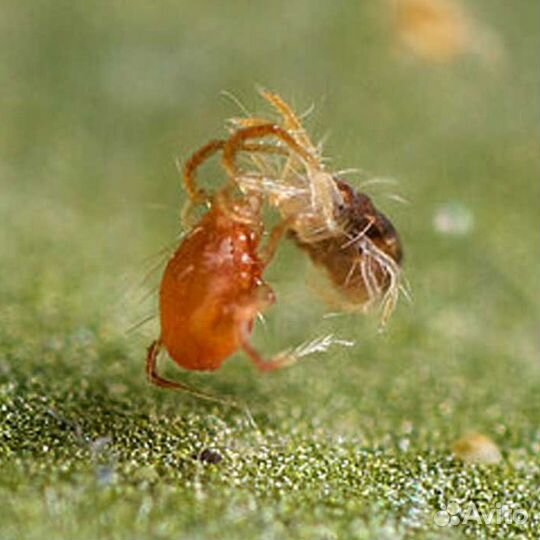 Энтомофаги для борьбы с вредителями