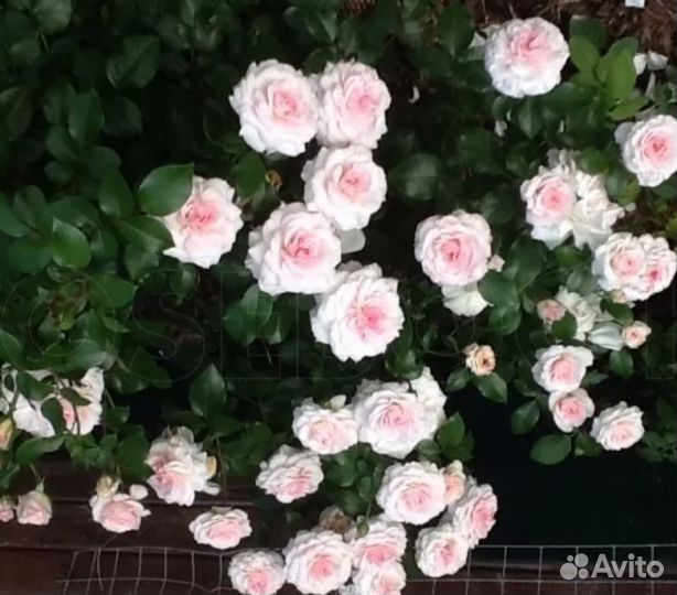 Саженцы роз Бременские музыканты