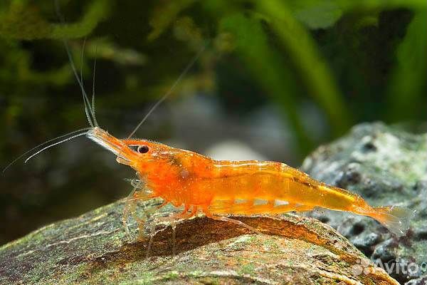 Креветки (разные цвета), гуппи, сомы