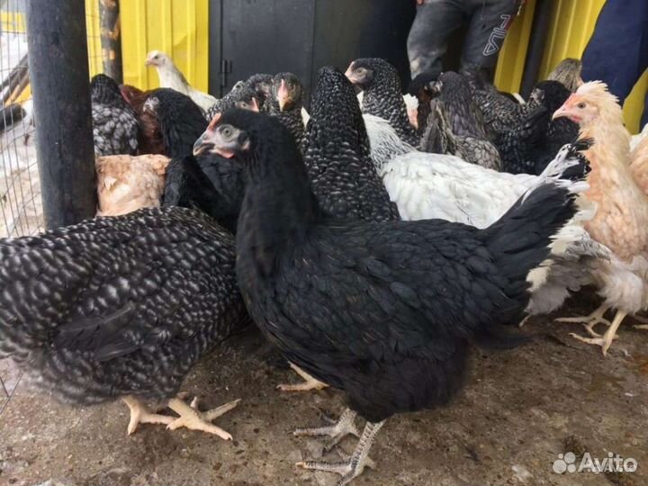 Куры молодки