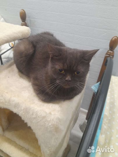 Шотландская кошка