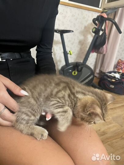 Британские котята