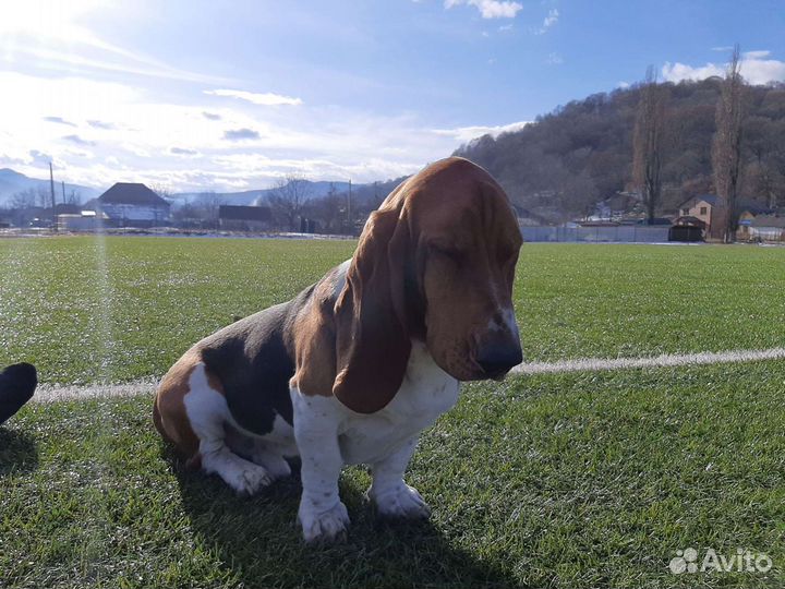 Бассет хаунд