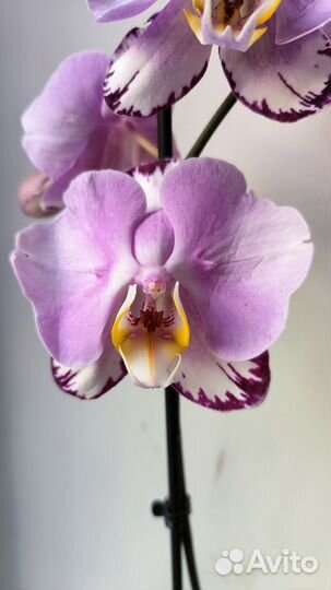 Орхидея фаленопсис бабочка Art Nouveau
