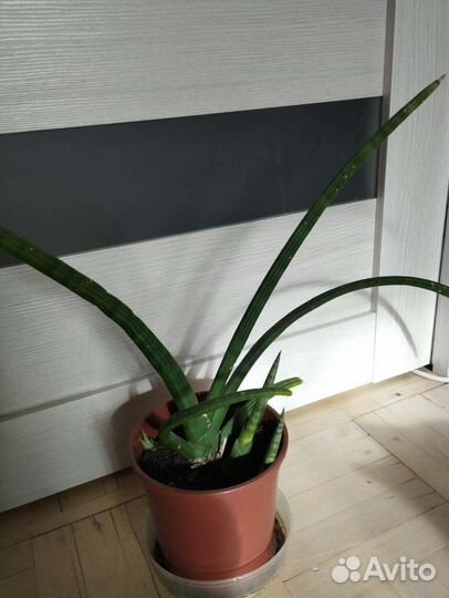 Сансевиерия цилиндрическая