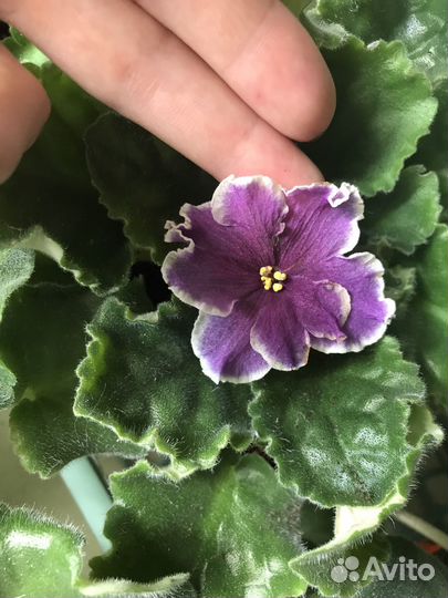 Укорененные листики фиалки летние сумерки