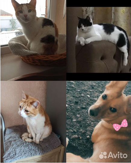 Животные остались одни