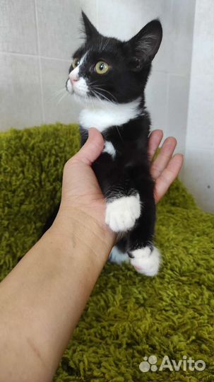 Котенок в дар бесплатно