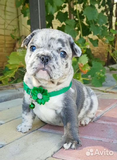Французский бульдог щенки голубой