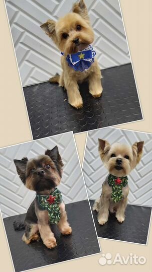 Стрижки собак и кошек. Грумер в Левенцовке