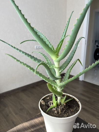 Алоэ/столетник 2 года