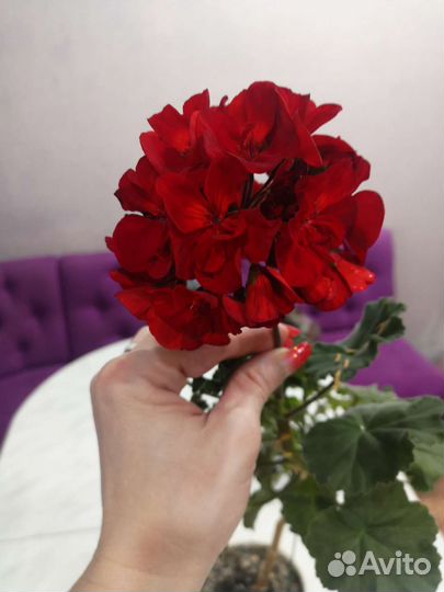 Комнатные растения